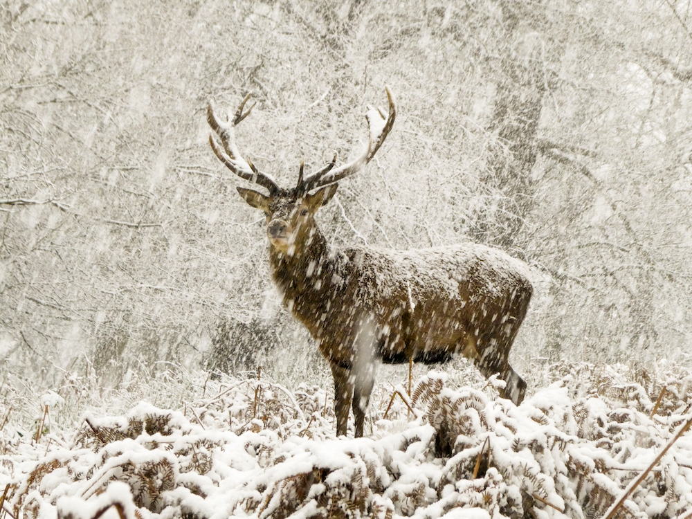 Snow stag by Joshua Cox, 7 - the Under 12 Winner in the 2021 RSPCA Young Photographer Awards