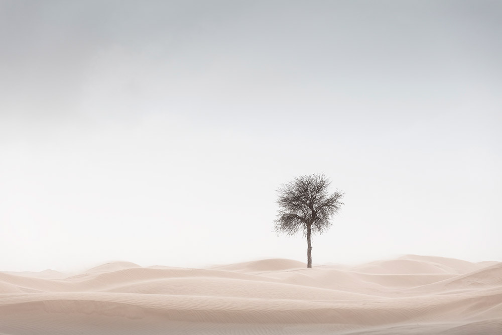 single tree in the sand 