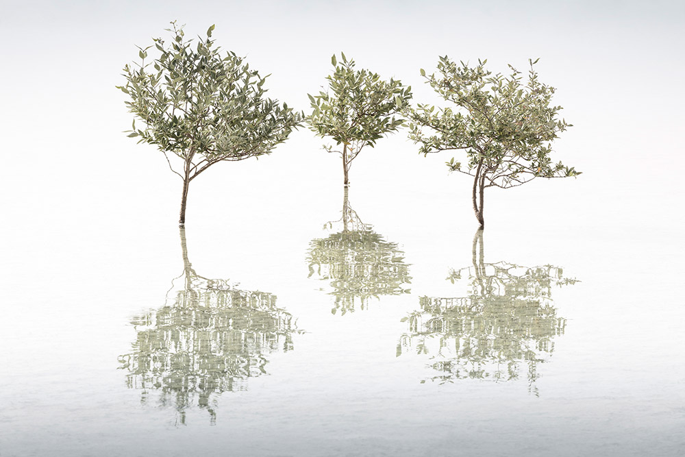three trees reflection