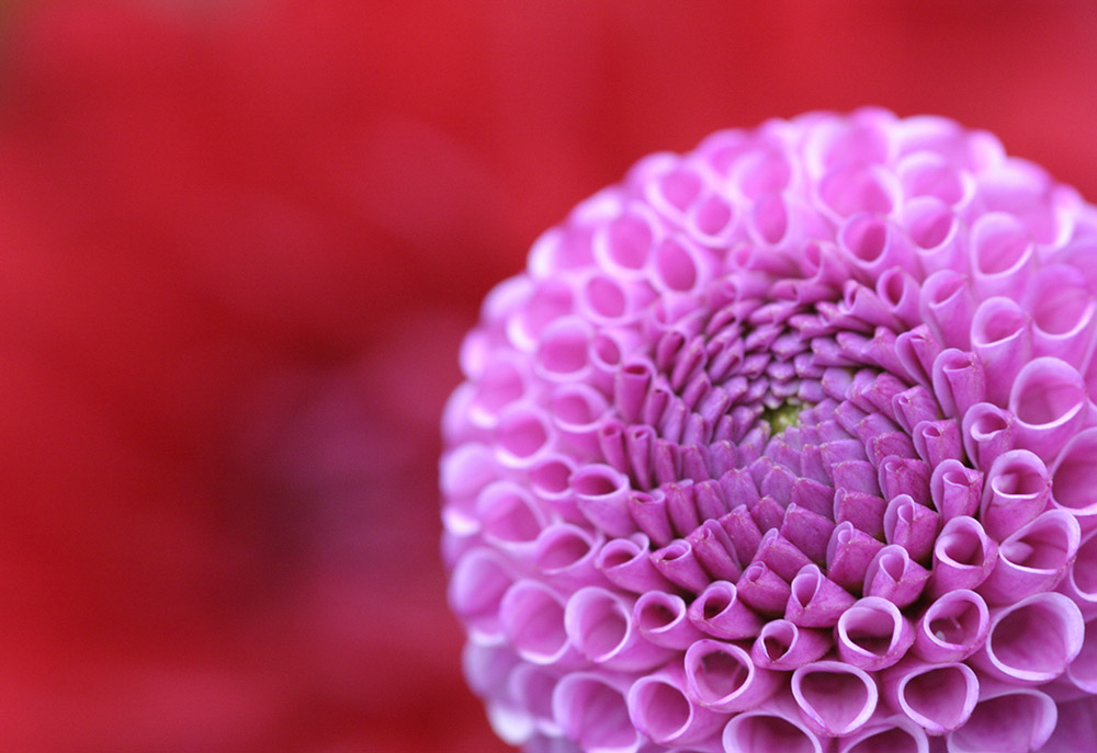 pink dahlia red background. Red and red/violet sit next to each other on a traditional colour wheel and are considered analogous. Image: Tracy Calder