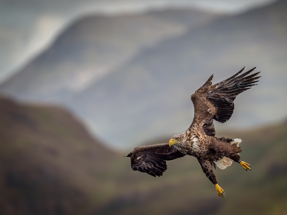 White tailed sea eagle, Mull, Scotland - second in the Bird Photographer of the Year 2021. © Kevin Nash