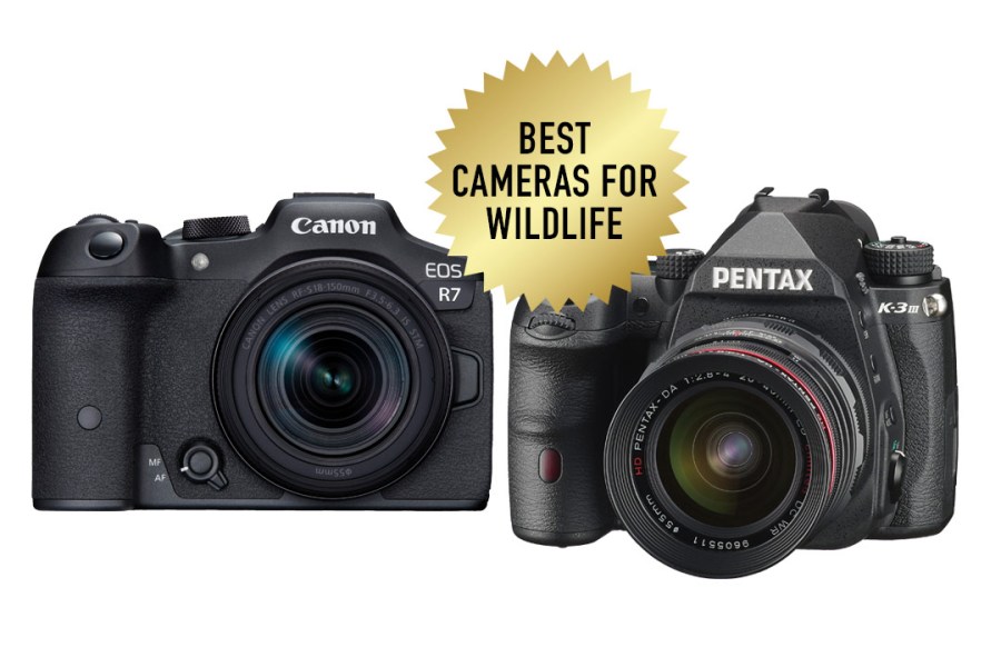 Best cameras for wildlife roundup
