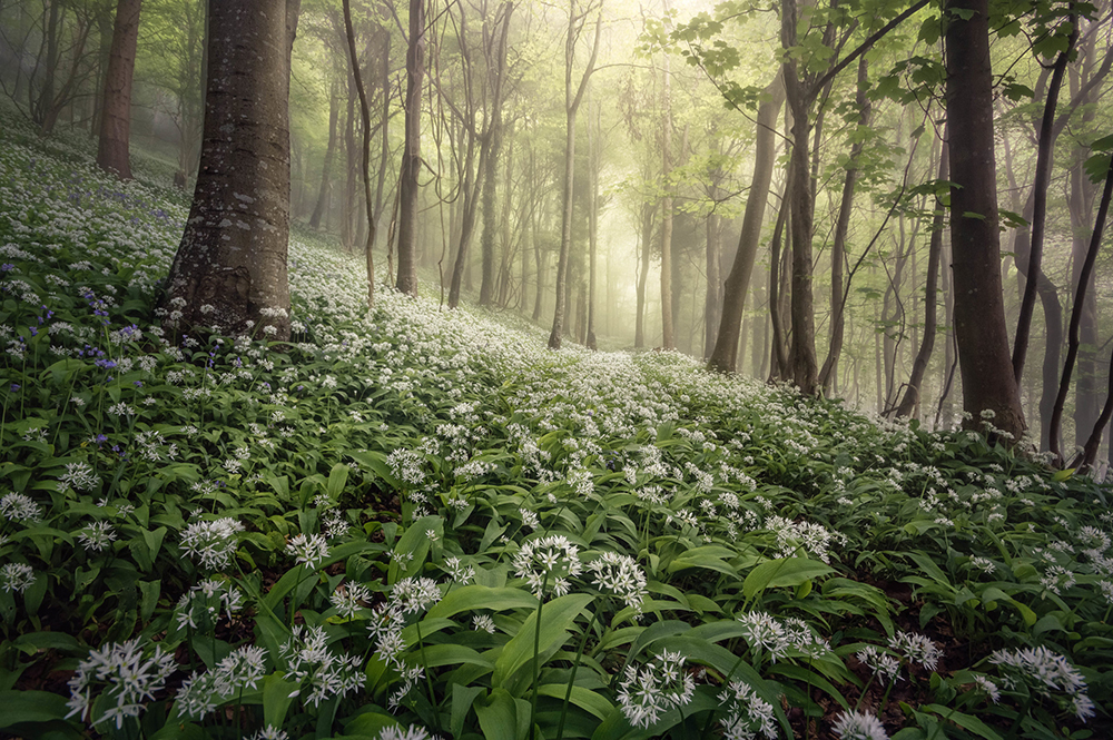 forest landscape photography