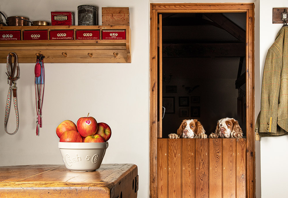 © Daisy May Defined | Pink Lady® Food Photographer of the Year 2022 two dogs looking at apples