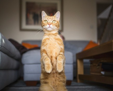 Cat Photography, Image: Chris Winsor, Getty Images