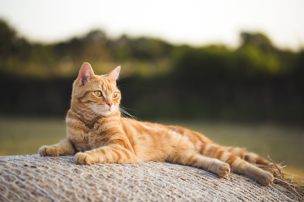 Posed pet photography - Cat posing outside, photo Chris Winsor, Getty Images