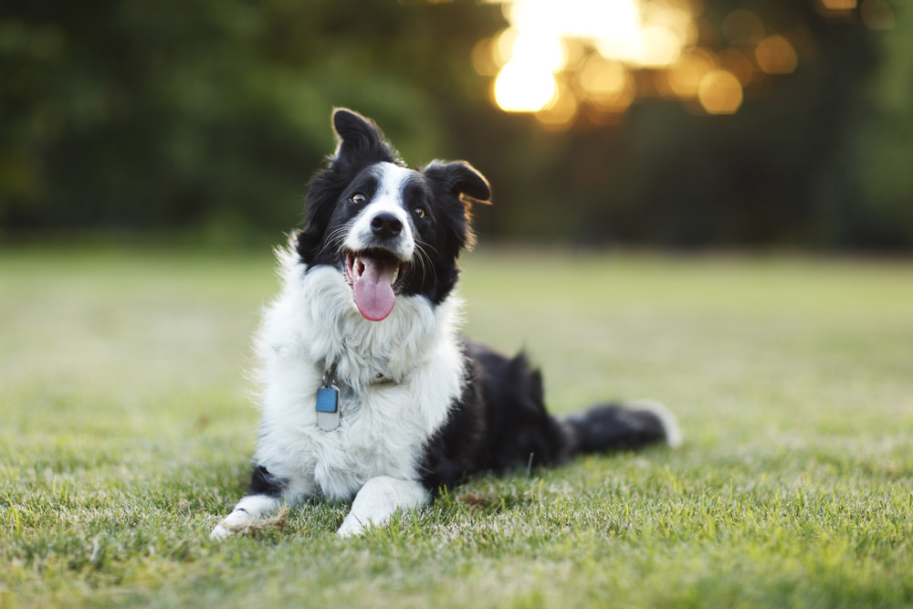 Border Collie - Photo: Purple Collar Pet Photography / Getty Images