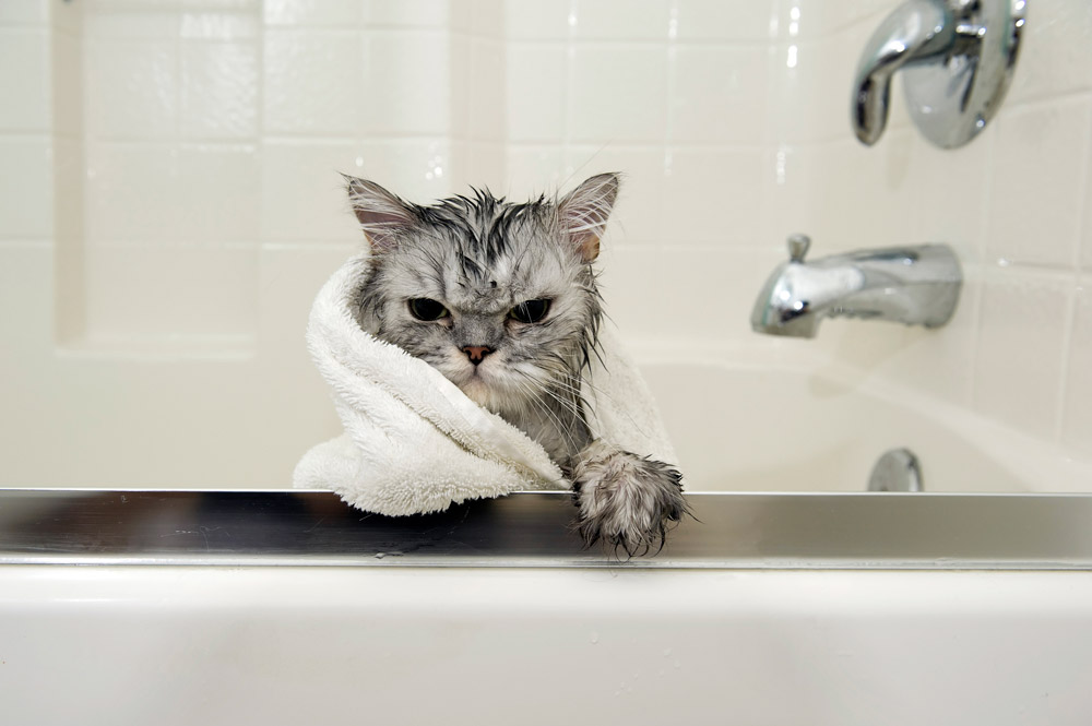 Humour and pets make a great combination. The cat's expression in this bath time moment is priceless.