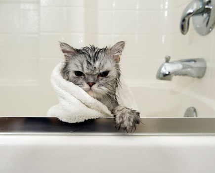 Humour and pets make a great combination. The cat's expression in this bath time moment is priceless.