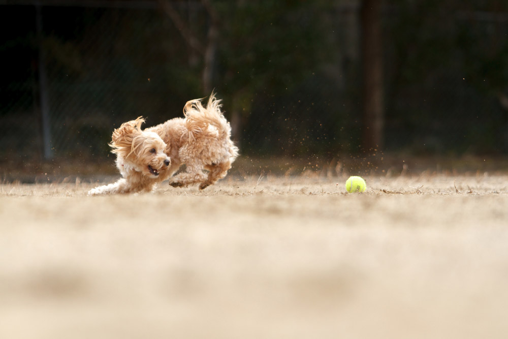 Capturing action can be tricky, but worthwhile, and a tennis ball can help create great shots. Photo: Philip Thompson / EyeEm, Getty Images