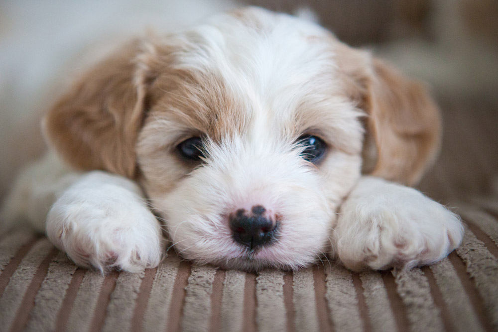 Very cute puppy - Photo Lee Thompson, Getty Images