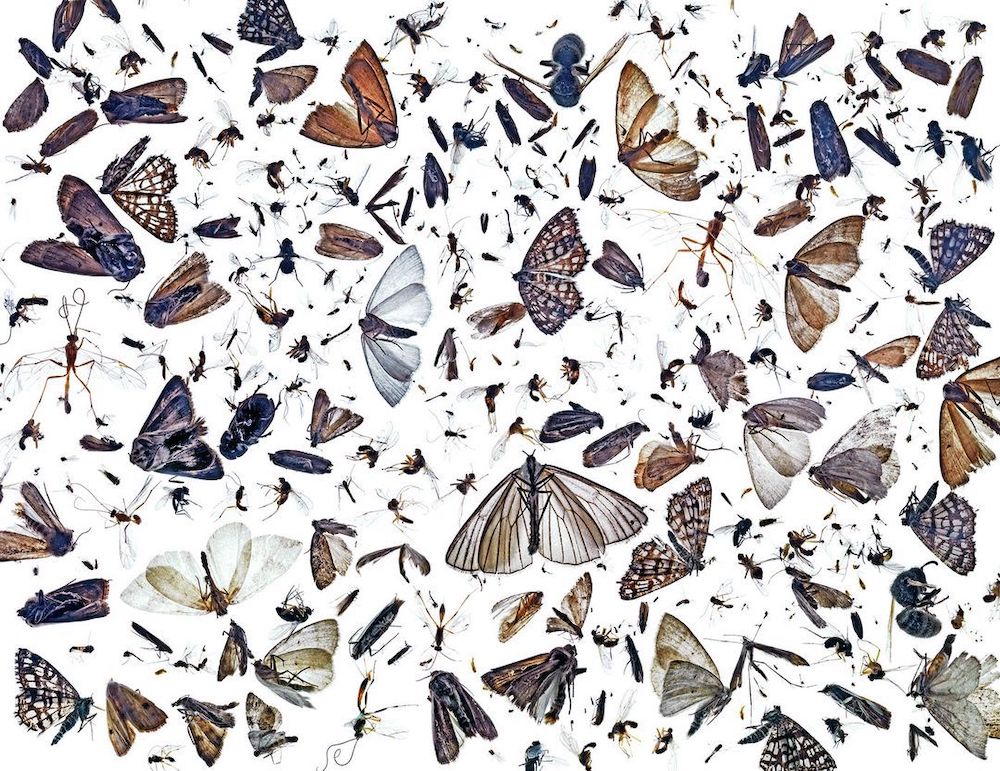 Art of Nature category winner, Insect Diversity by Pal Hermansen