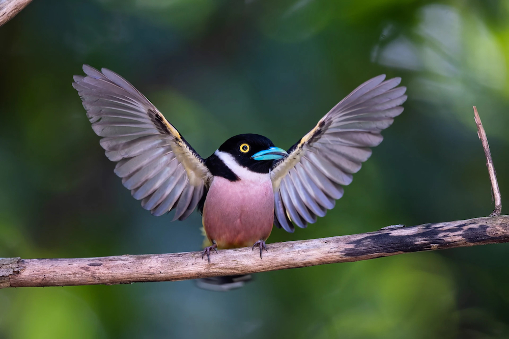 Black-and-yellow Broadbill (Eurylaimus ochromalus), Selangor, Malaysia. © Weng Keong Liew/Bird Photographer of the Year