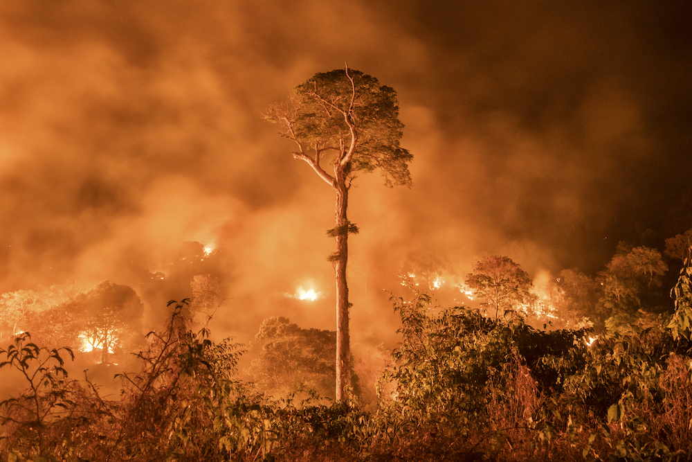 Amazon On Fire. Wildfires and deforestation are the main threat to our land-based ecosystems and species. Road building, mining, cattle farming, soya and oil palm plantations have seen vast areas of the world’s ancient rainforests cleared or degraded. Approximately 17% of the Amazon has already been destroyed. The world’s largest rainforest supports about a third of Earth’s known species, but as the forest continues to be cleared at record rates, many are facing extinction. Photograph: Charlie Hamilton James/The Evidence Project