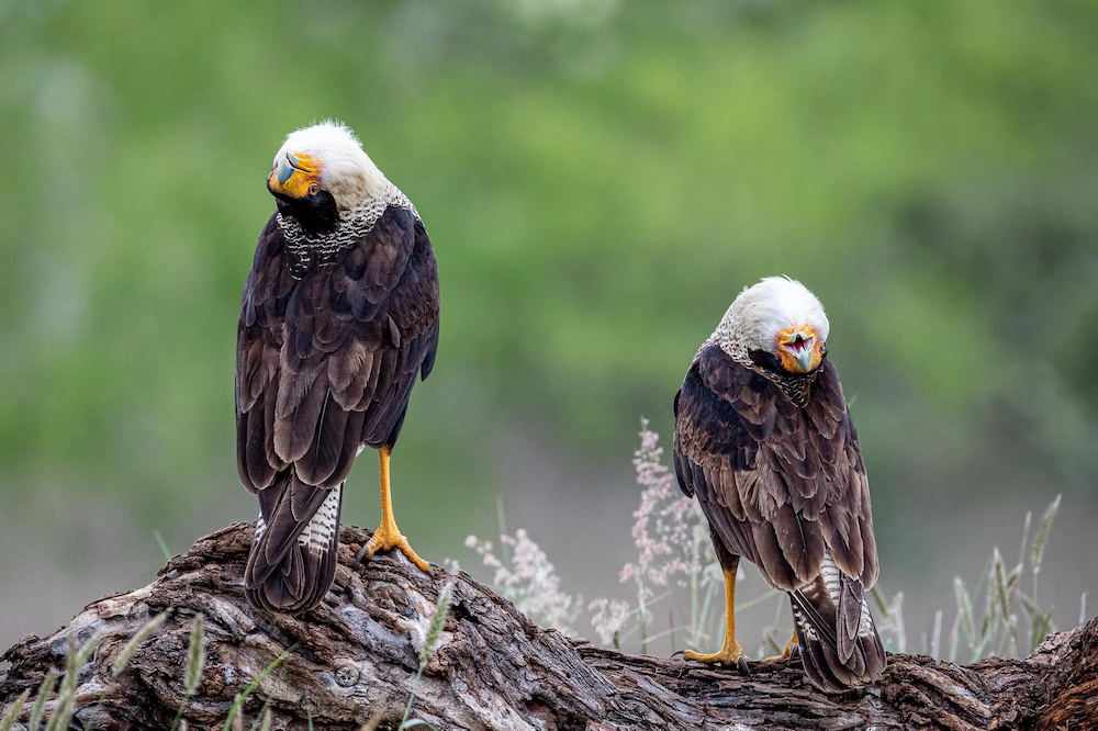 Caracara (Caracara cheriway), Laguna Seca Ranch, Edinburg, Texas, USA. © Marti Phillips/Bird Photographer of the Year