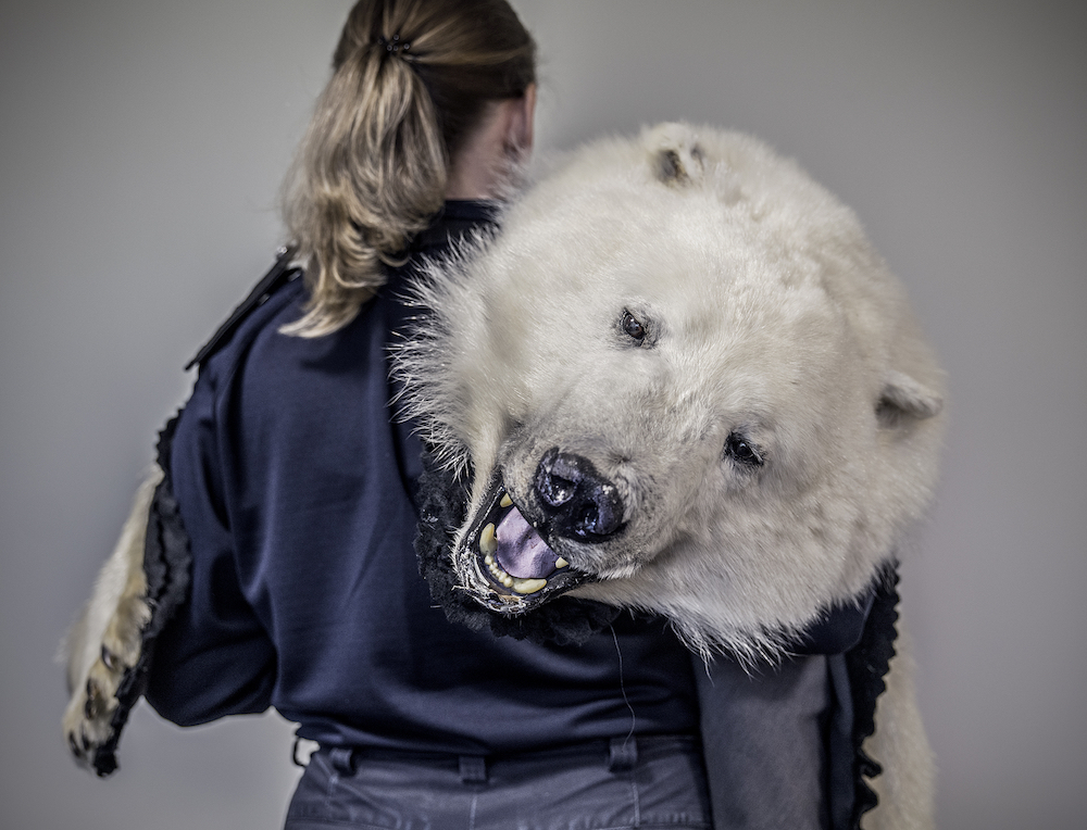 This polar bear skin, possibly the victim of an organised trophy hunt, was confiscated by the Illegal Wildlife Trade Unit of UK Border Force. Each day, items of the wildlife trade are confiscated at many international borders, but there remains a need for governments across the globe to strengthen co-ordination to improve enforcement. At the same time, reducing demand for products and supporting sustainable livelihoods and economic development in the communities affected will make the wildlife trade less attractive to organised crime networks. Photograph: Britta Jaschinski/The Evidence Project
