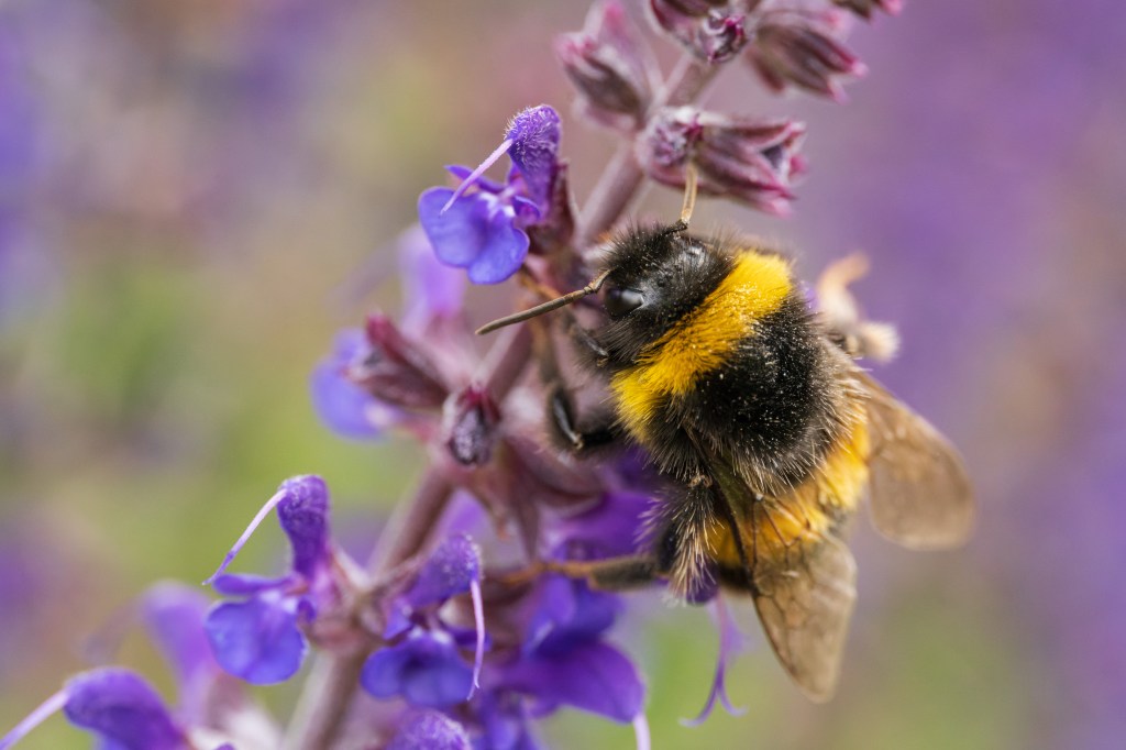 Laowa 85mm f/5.6 2x Ultra Macro APO bee on a purple flower sample image