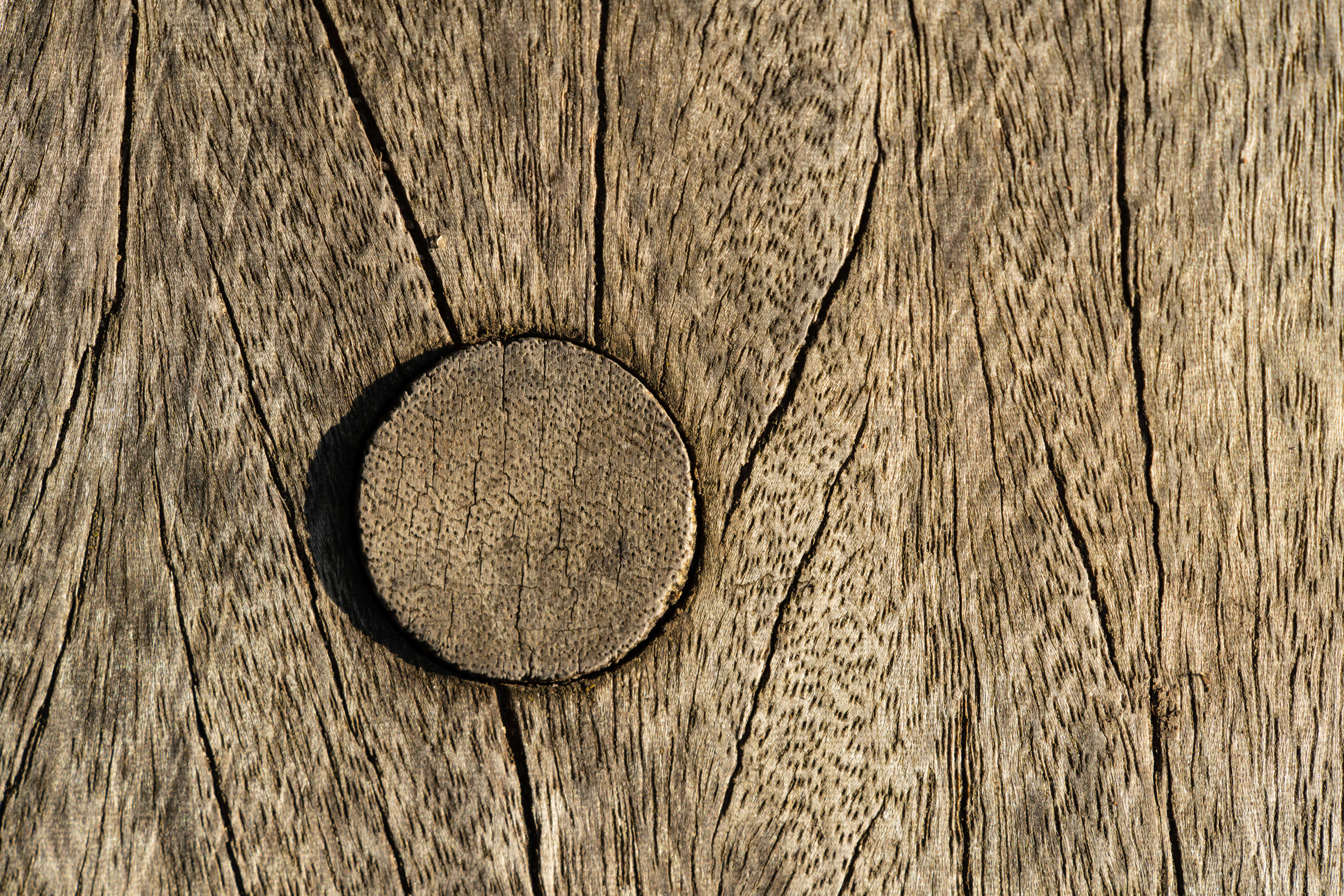 Laowa 85mm f/5.6 2x Ultra Macro APO wood texture sample image