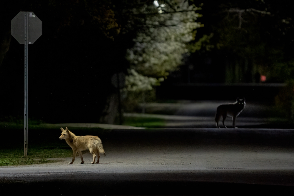 Date Night - the overall winner in the Urban Wildlife Photography Awards best wildlife photos