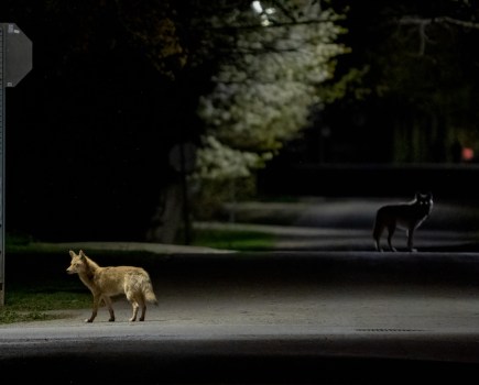 Date Night - the overall winner in the Urban Wildlife Photography Awards