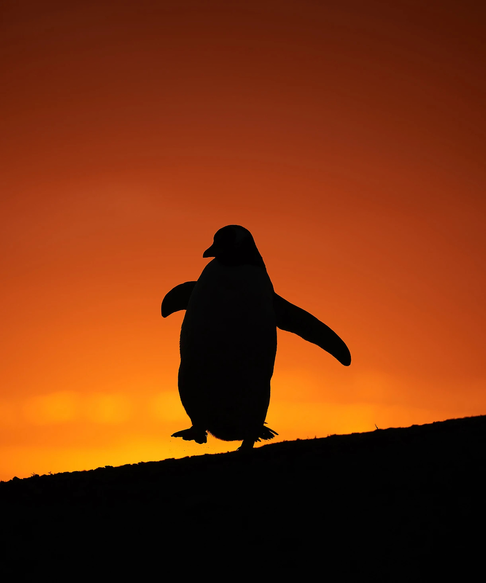 Gentoo Penguin (Pygoscelis papua), Sea Lion Island, Falkland Islands. © Audrey Wooller/Bird Photographer of the Year