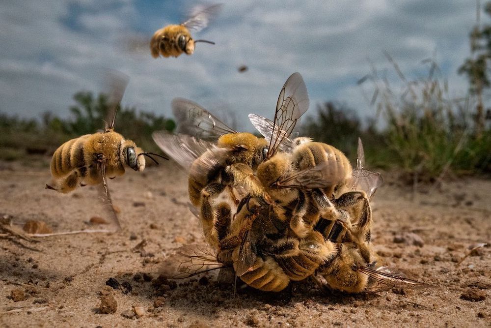 Grand Prize winner, 2022 Big Picture Natural World photo competition - Bee Balling by Karine Aigner. best spring photographs