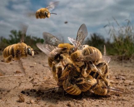 Grand Prize winner, 2022 Big Picture Natural World photo competition - Bee Balling by Karine Aigner