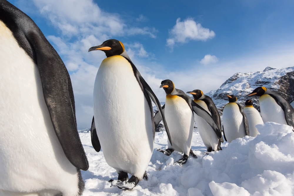 King penguin (Aptenodytes patagonicas) in Gold Harbour, South Georgia. © Ben Cranke/Bird Photographer of the Year