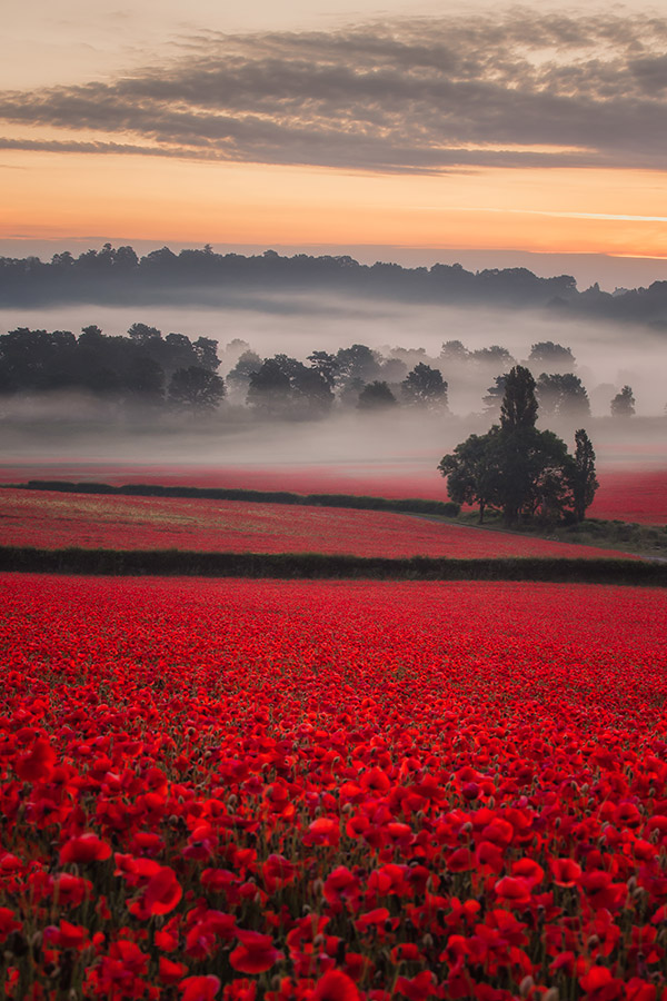 field of poppies by verity mulligan best british photographers