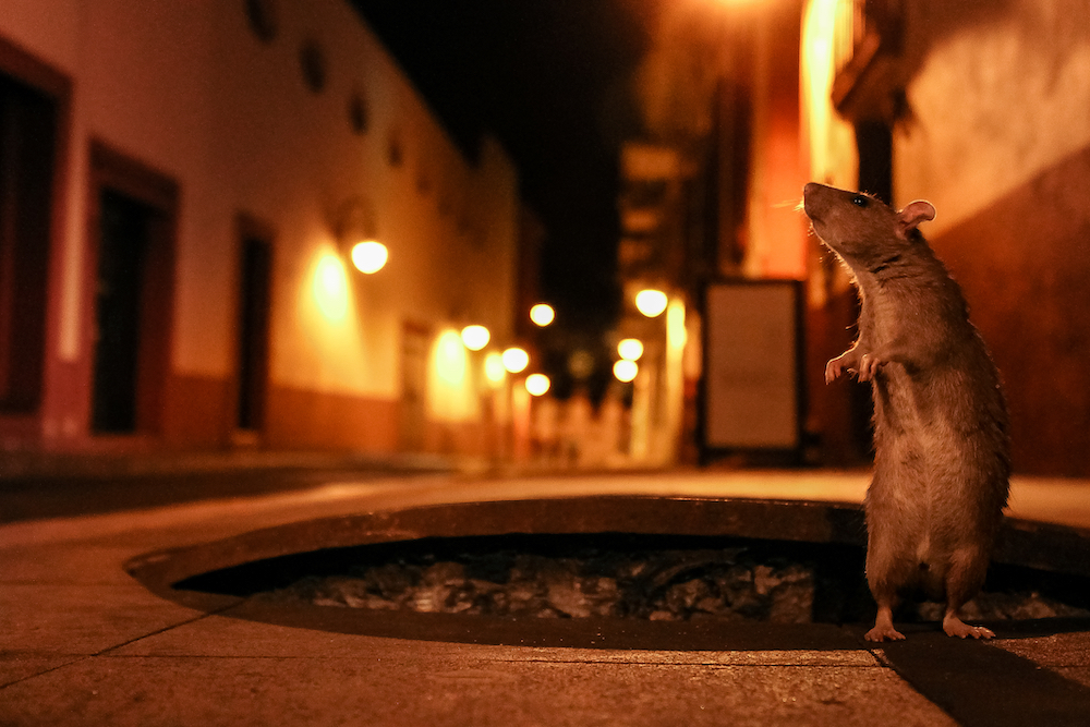 Life Beyond The Sewer - winner in the Nightlight category of the inaugural Urban Wildlife Photography Awards