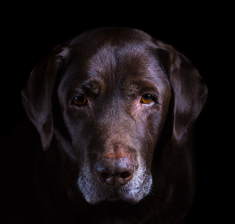 A beautifully taken image of Oz, an assistance dog. Image: Lorraine Spittle