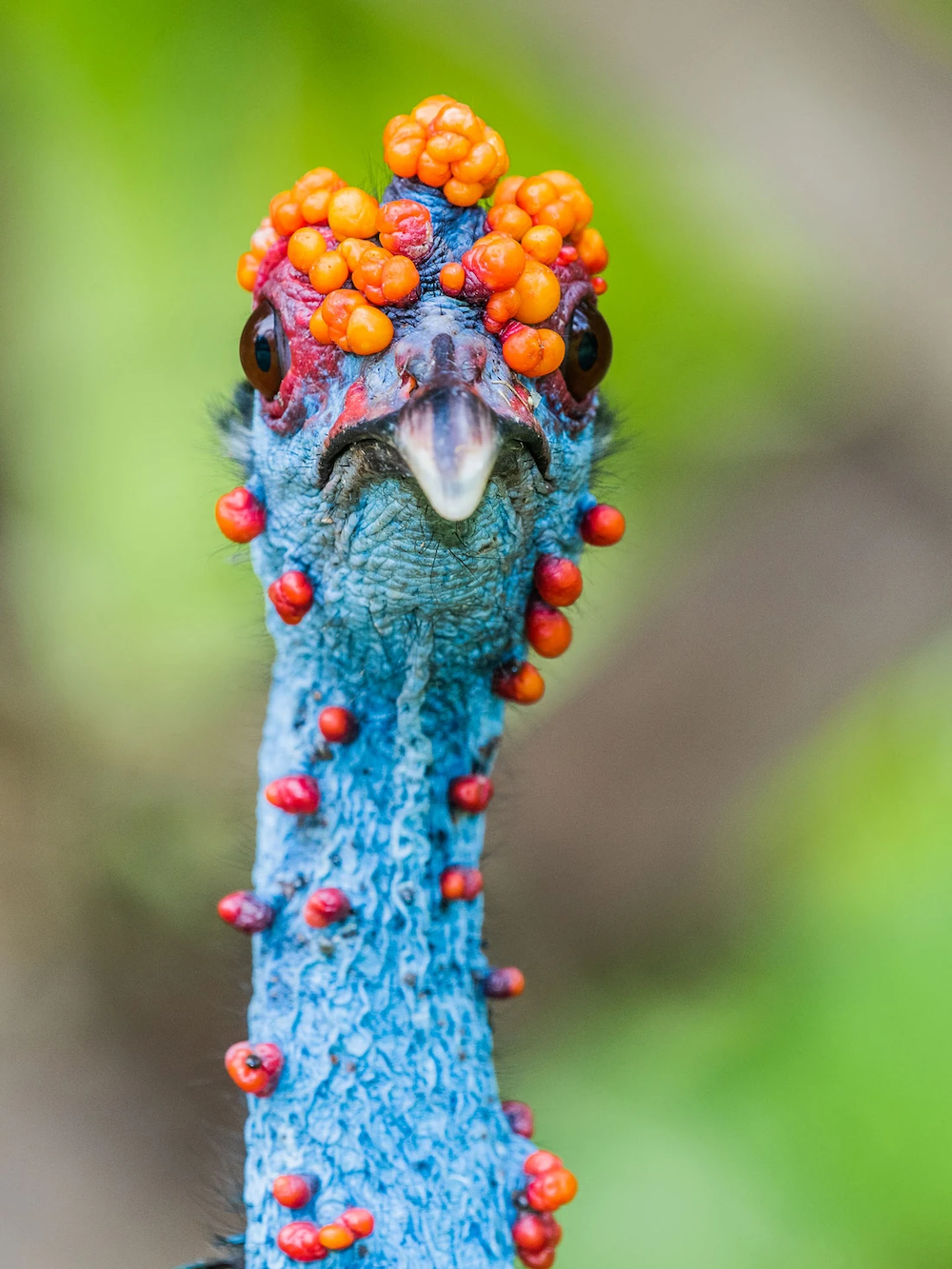 Ocellated Turkey (Meleagris ocellata), Chan Chich Lodge Belize. © Leander Khil/Bird Photographer of the Year
