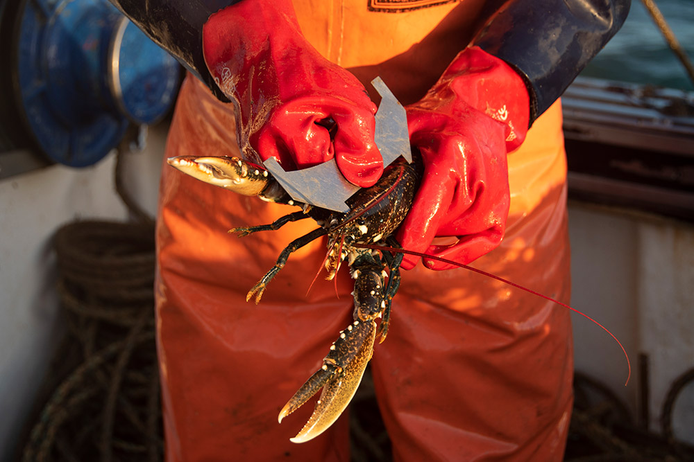 fisherman measuring a lobster