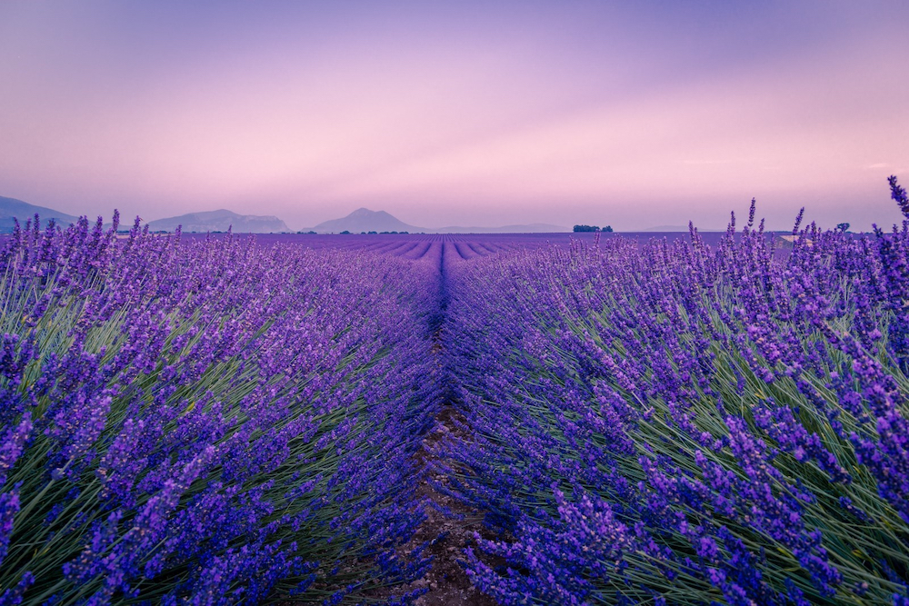The Valensole Plateau in Provence, France, is known for its lavender fields