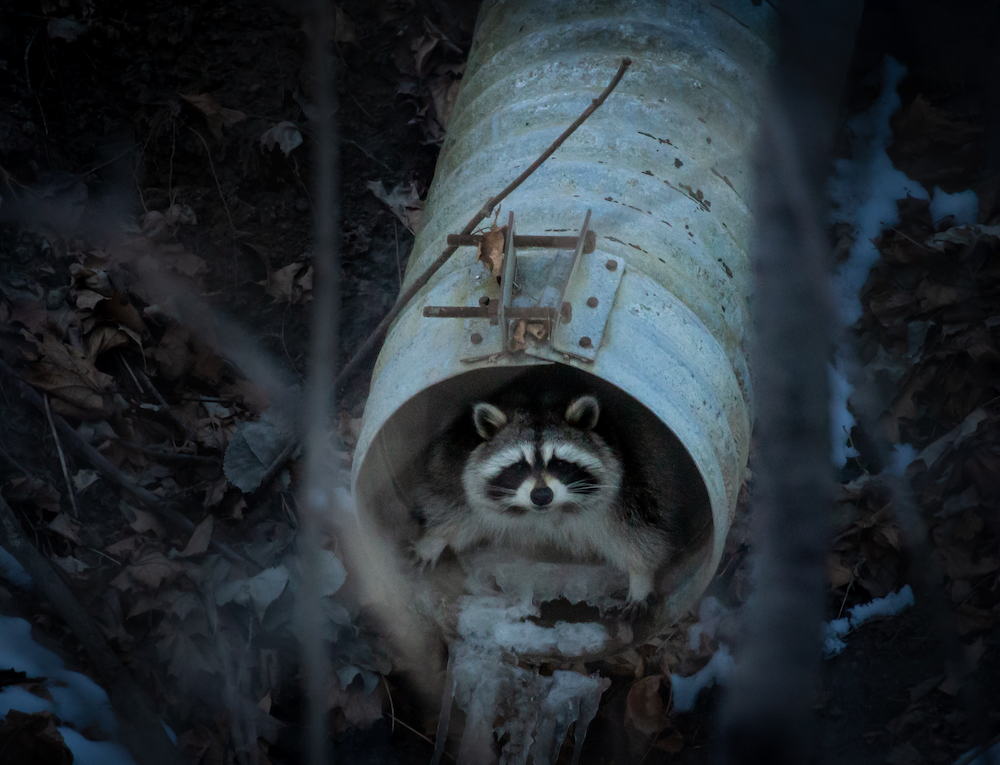 Trash Panda - winner, Fancy Seeing You Here category, Urban Wildlife Photography Awards