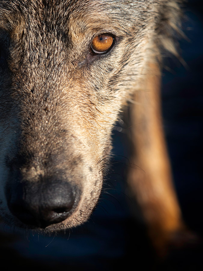 close up wolf portait by tesni ward best british photographers
