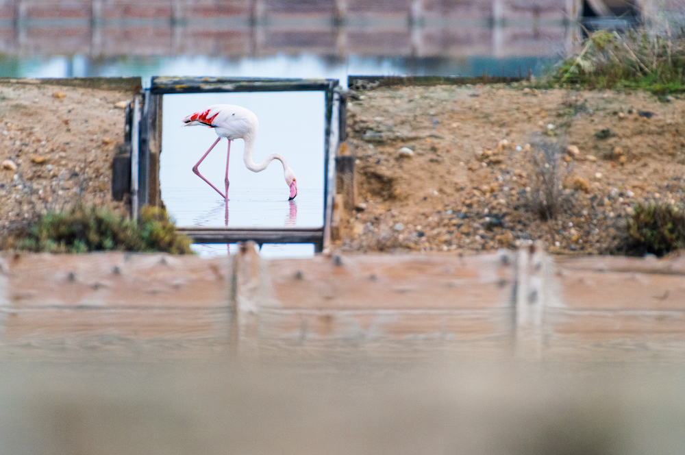 Window to the salt pan - winner in the Daylight category of the Urban Wildlife Photography Awards