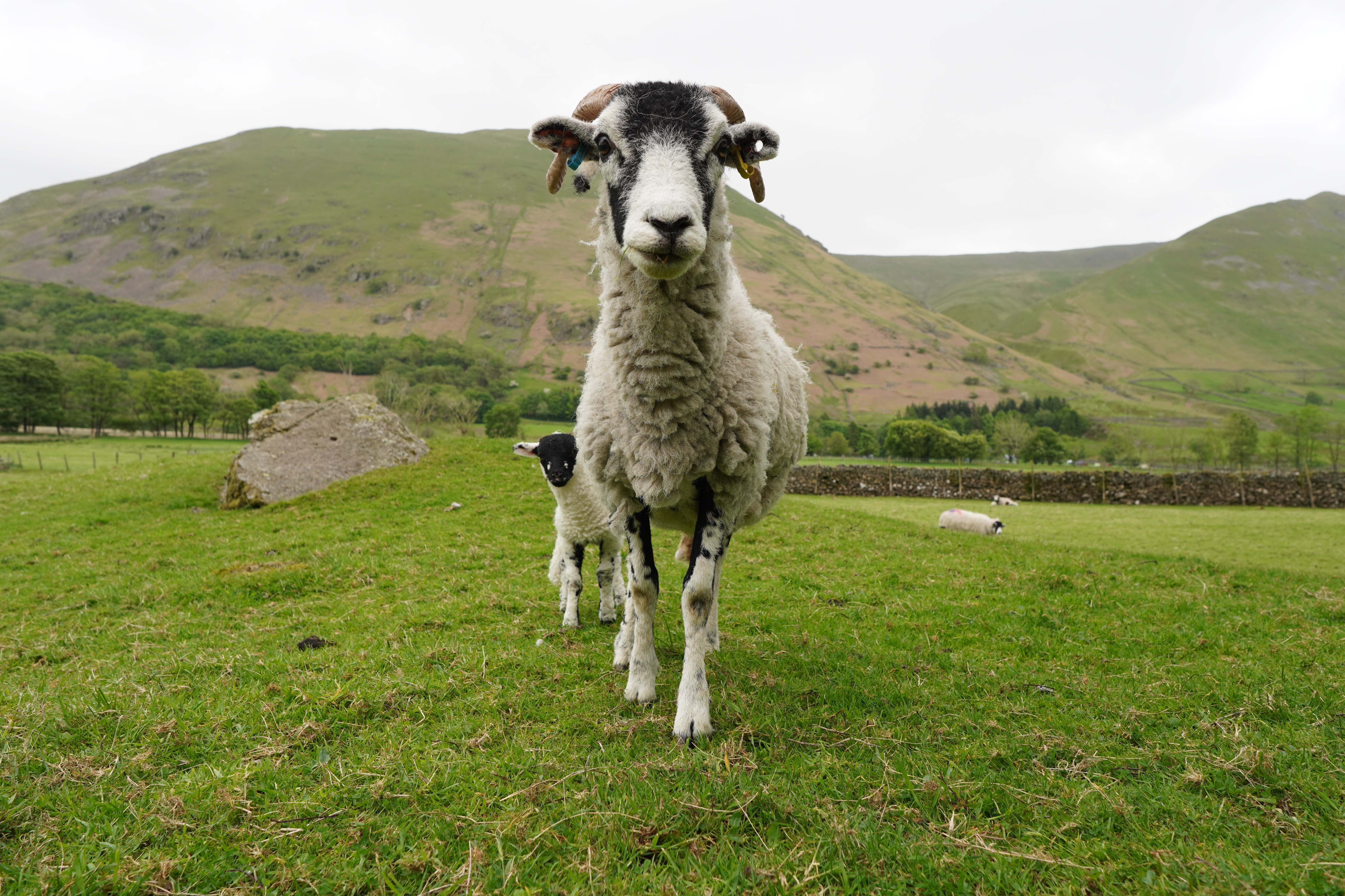 A lucky encounter with a sheep, Sony E 15mm F1.4 G, 1/160s, f/4.5, ISO100, JPEG