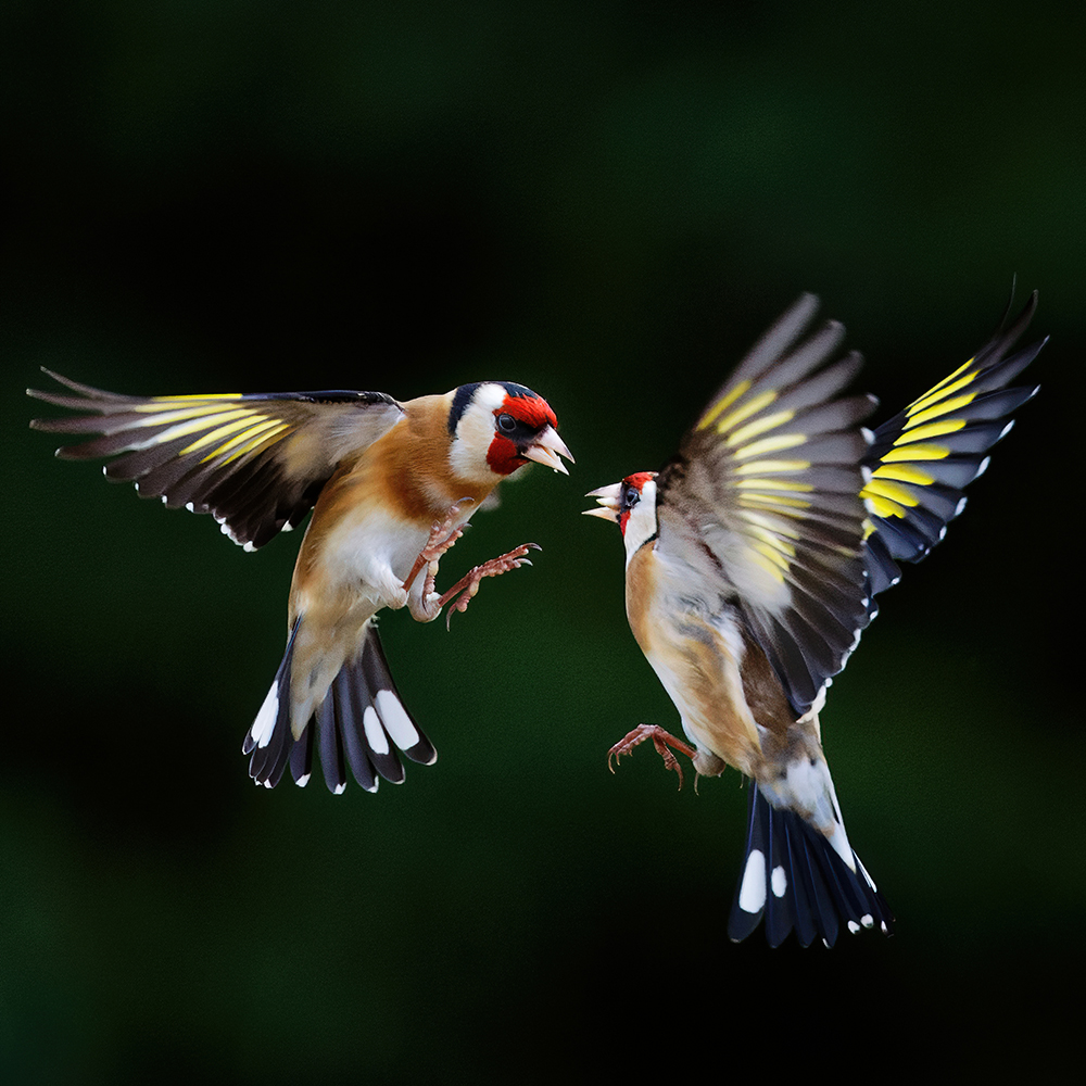 squabbling goldfinches best spring photographs