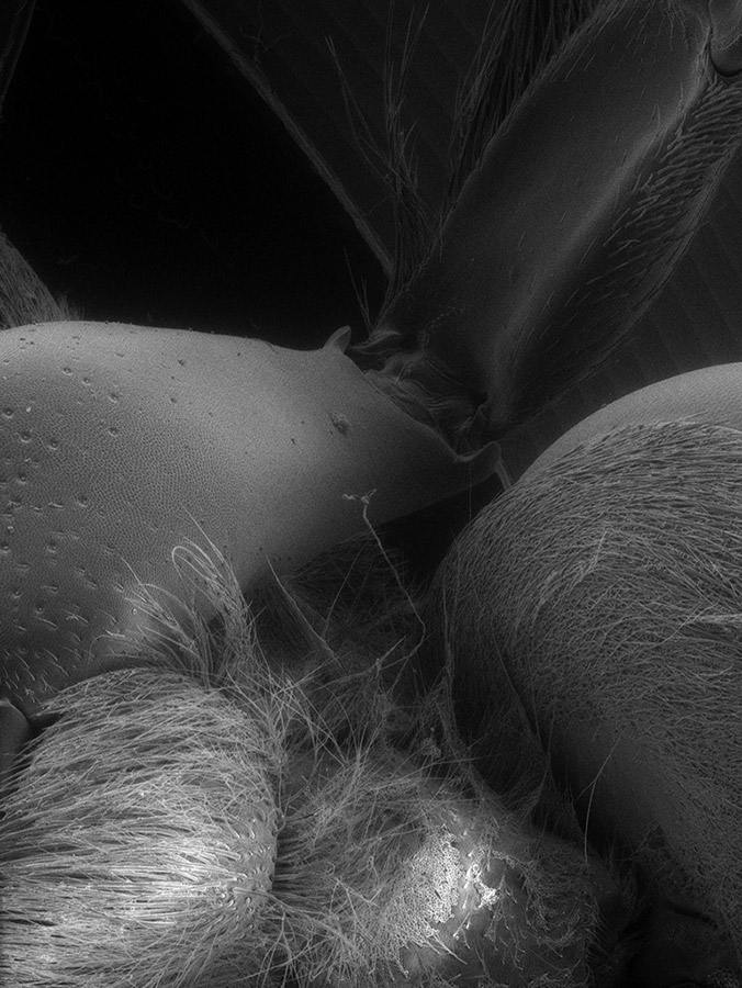 Scanning Electron Microscopy insect image by university of portsmouth student