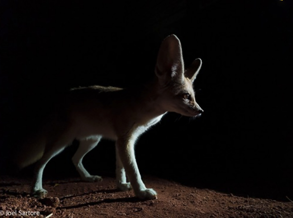 Fennec fox.  Image taken by Joel Sartore