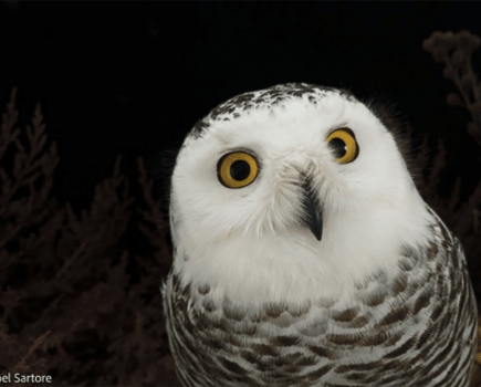 Snowy Owl. Image taken by Joel Sartore.