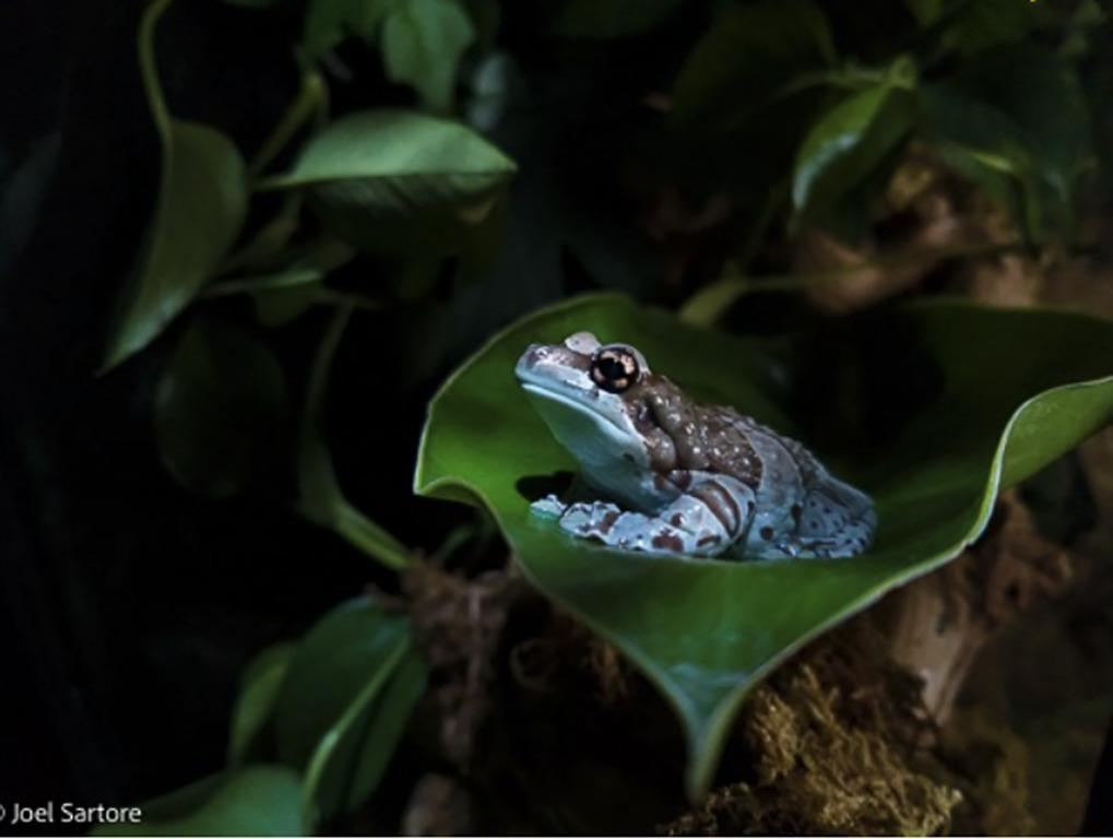 Amazon milk frog.  Image taken by Joel Sartore