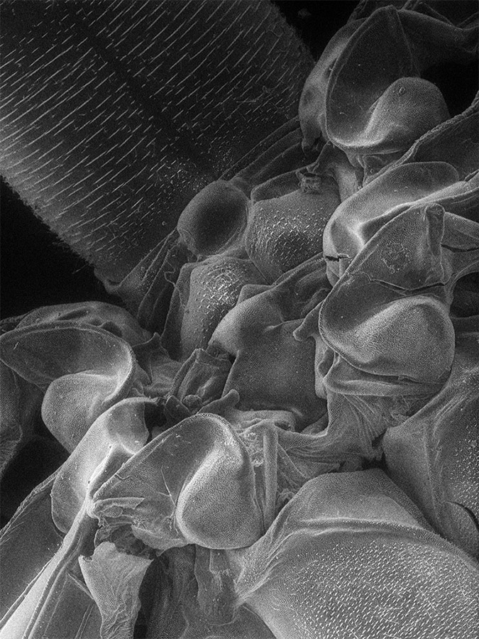 Scanning Electron Microscopy insect image