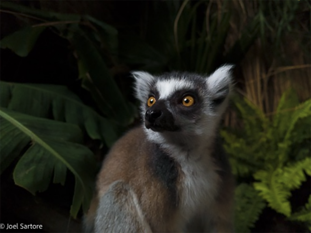 Ring-tailed lemur.  Image taken by Joel Sartore