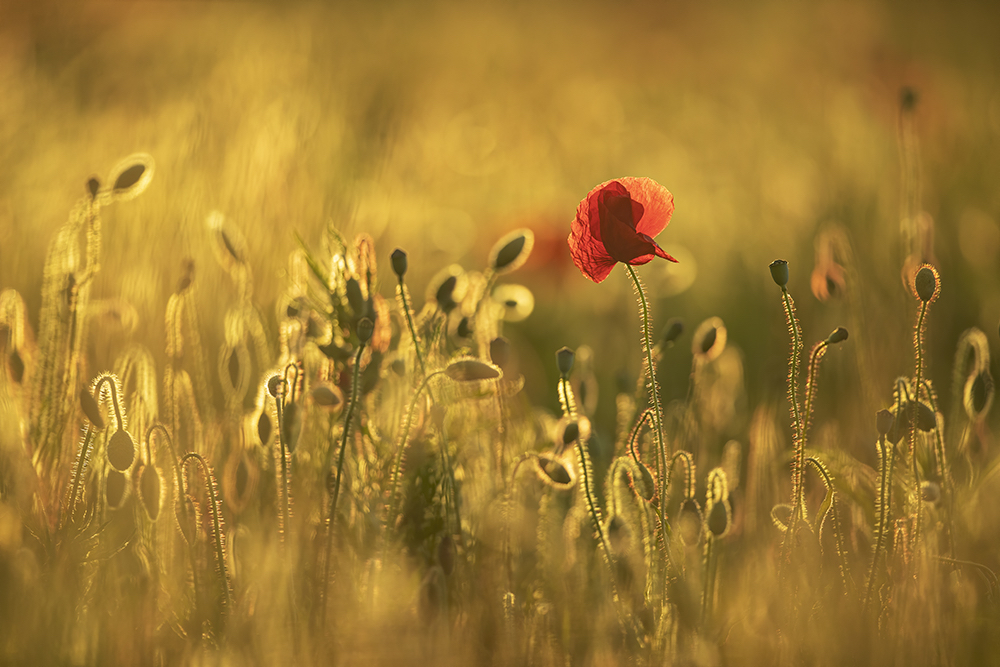 A poppy field in the UK. © Andrew James
