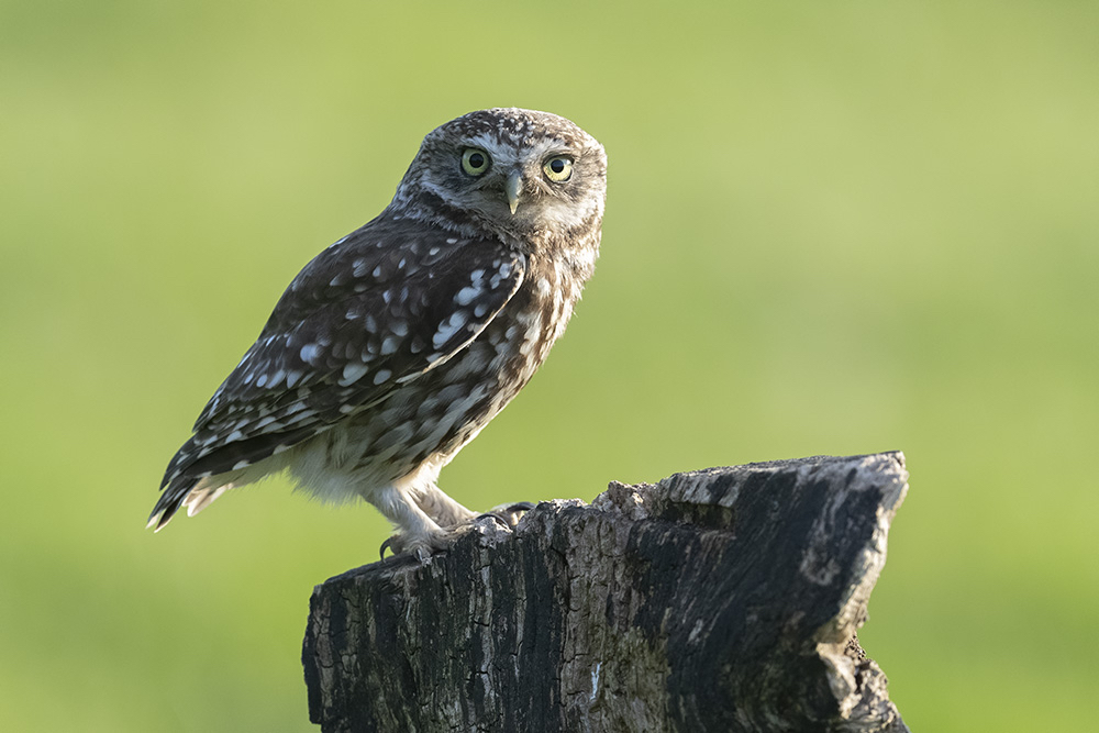 An owl sits on a log in the UK countryside. © Andrew James