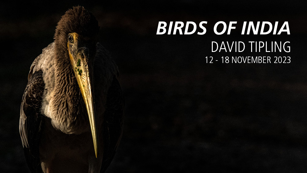 birds of india wildlife photography holidays