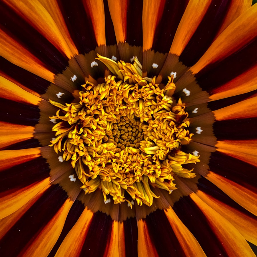 centre of an orange flower in Mel’s sister’s garden close-up macro smartphone