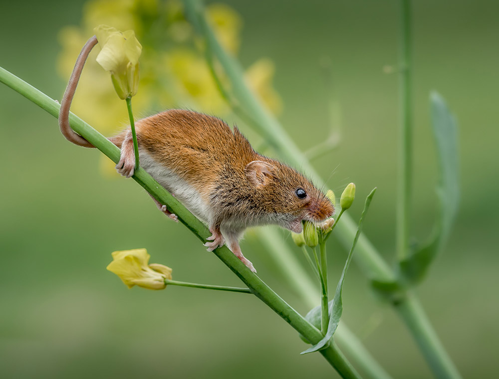 best of british camera club competition photo of mouse on plant